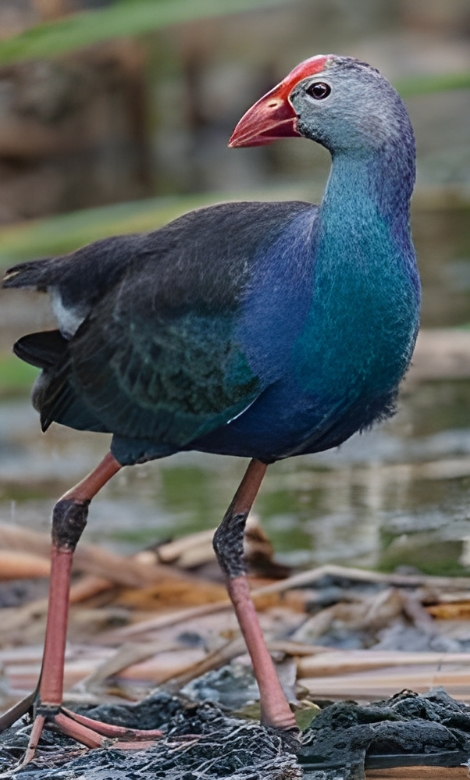 Blue-and-white flycatcher by Jonathan Kuah