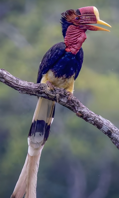 Blue-and-white flycatcher by Jonathan Kuah