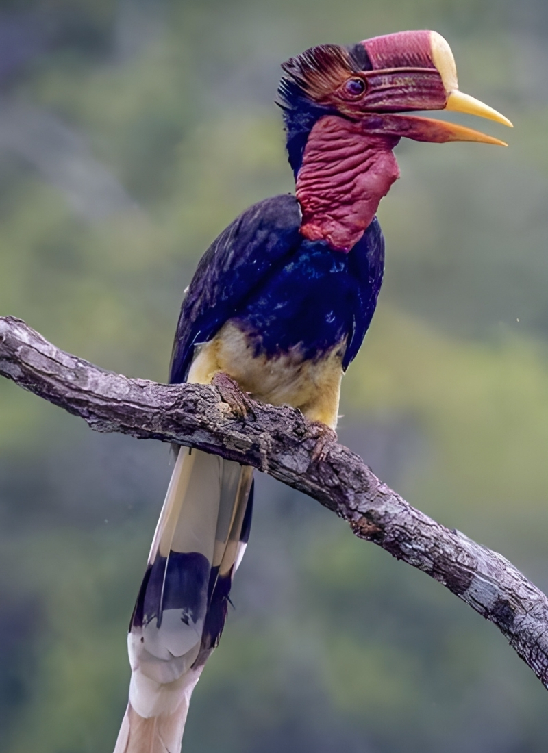 Blue-and-white flycatcher by Jonathan Kuah