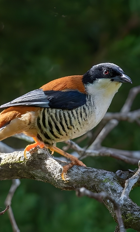 Blue-and-white flycatcher by Jonathan Kuah