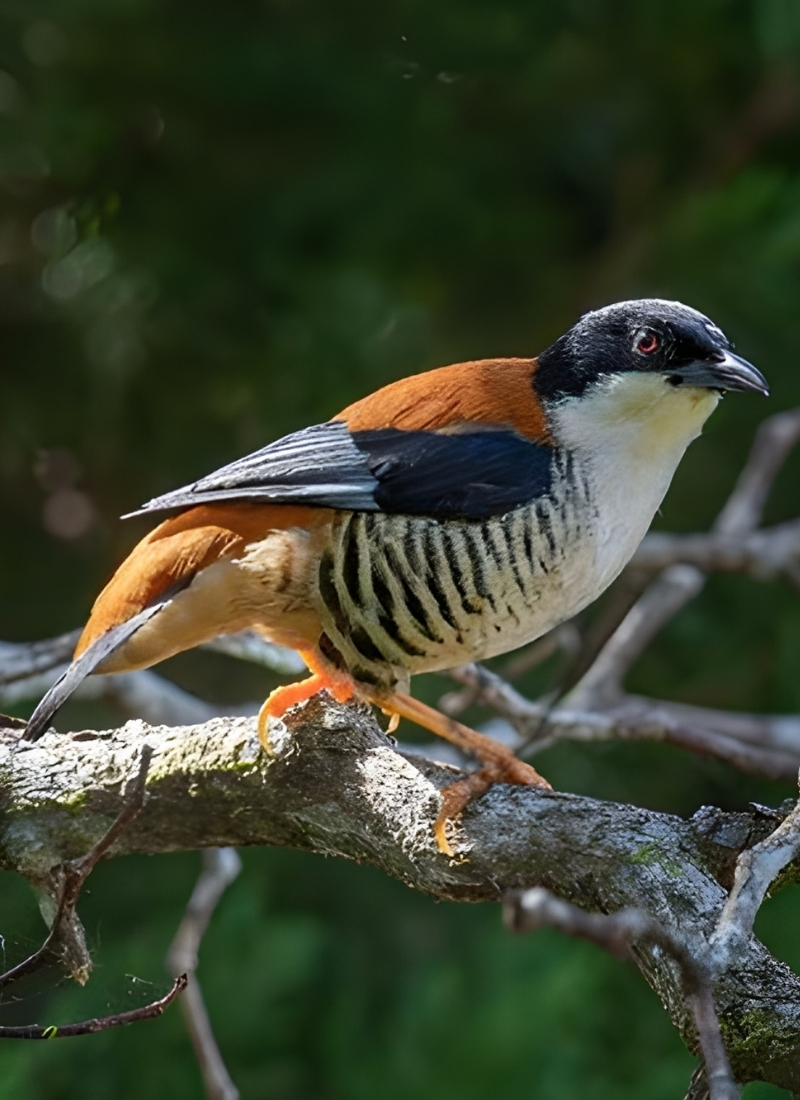 Blue-and-white flycatcher by Jonathan Kuah
