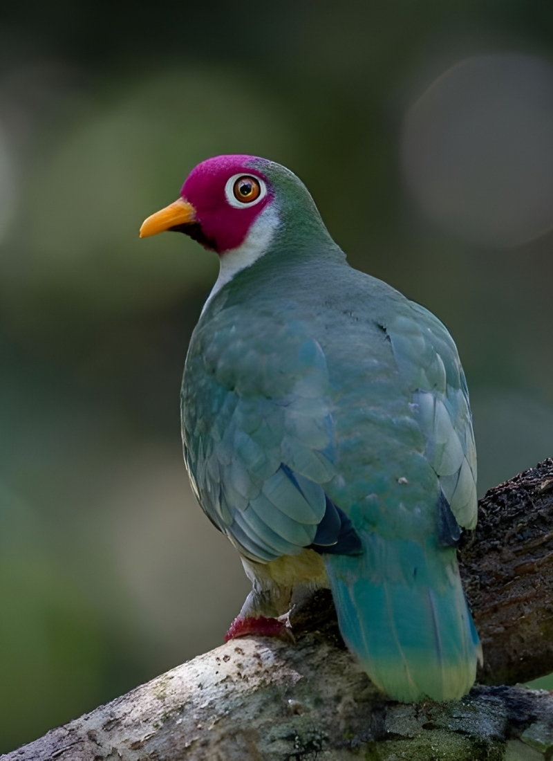 Blue-and-white flycatcher by Jonathan Kuah