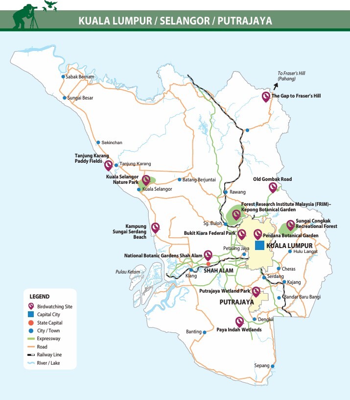 Blue-and-white flycatcher by Jonathan Kuah