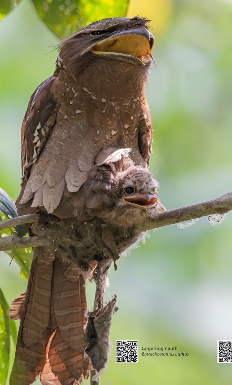 Blue-and-white flycatcher by Jonathan Kuah