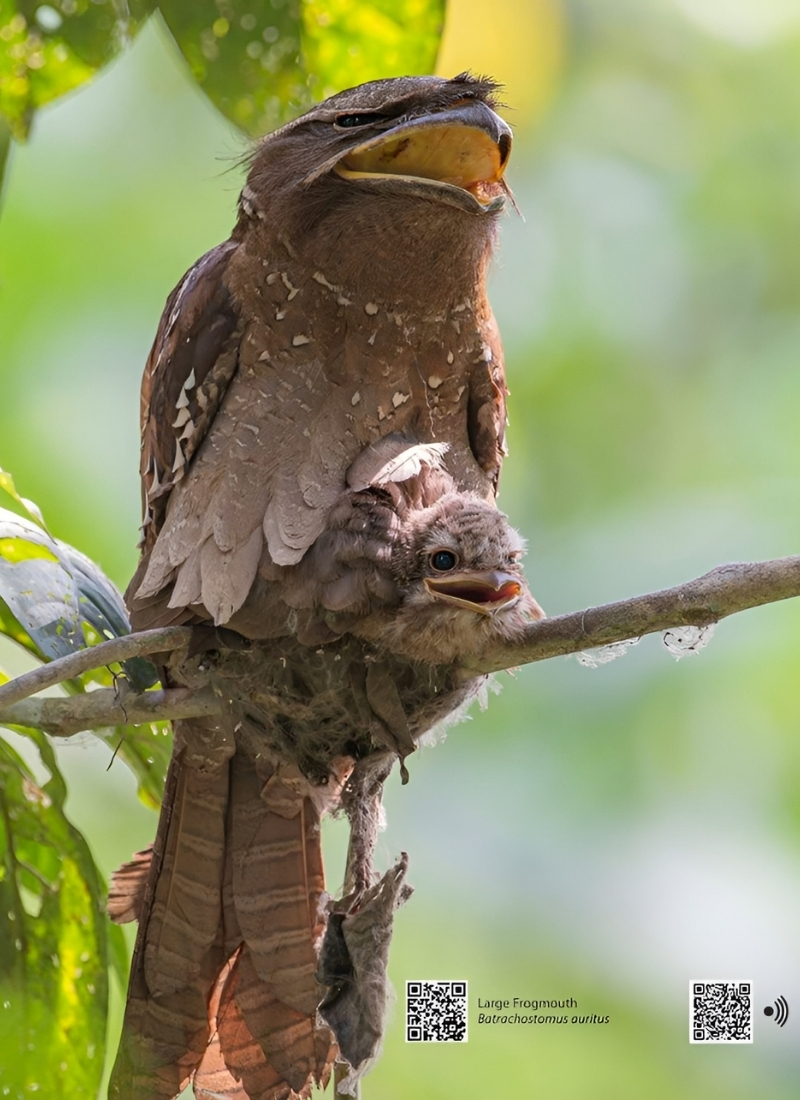 Blue-and-white flycatcher by Jonathan Kuah