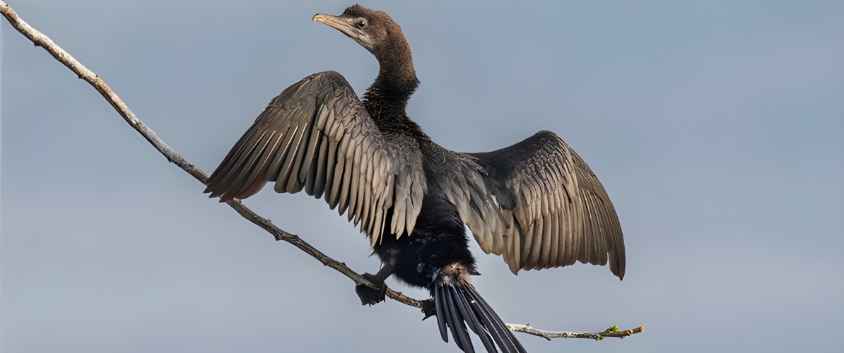 Blue-and-white flycatcher by Jonathan Kuah