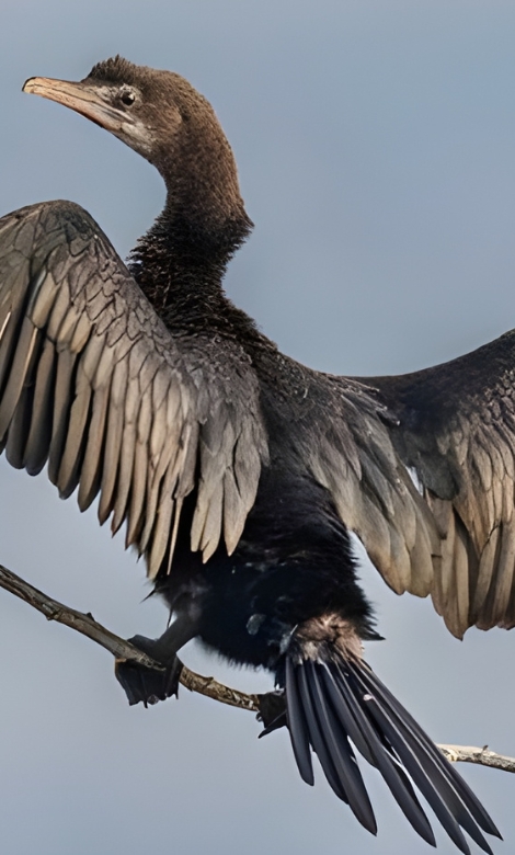 Blue-and-white flycatcher by Jonathan Kuah