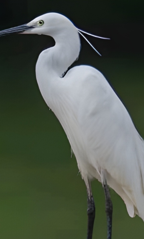 Blue-and-white flycatcher by Jonathan Kuah
