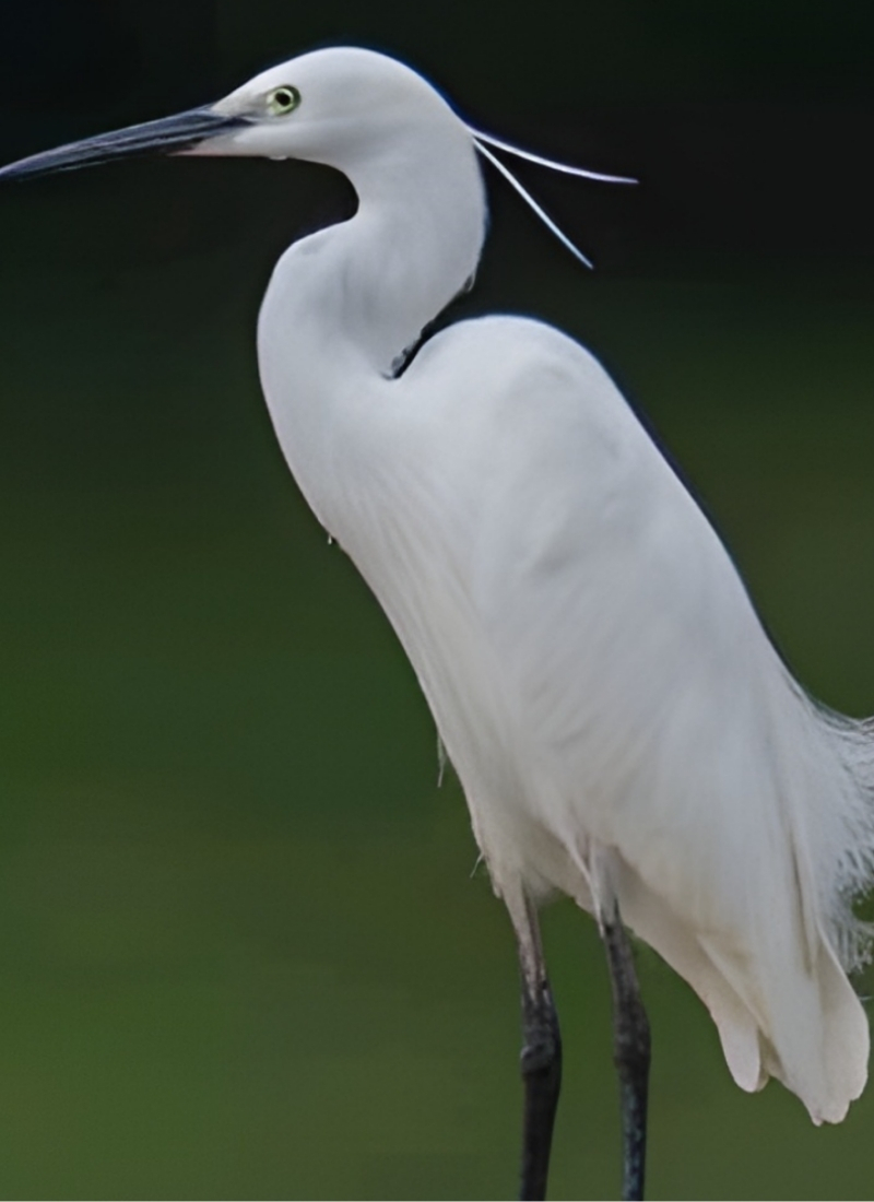 Blue-and-white flycatcher by Jonathan Kuah