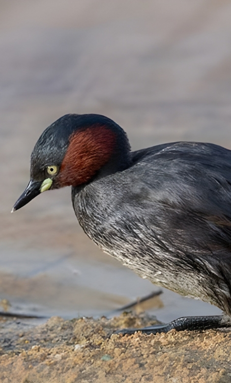 Blue-and-white flycatcher by Jonathan Kuah