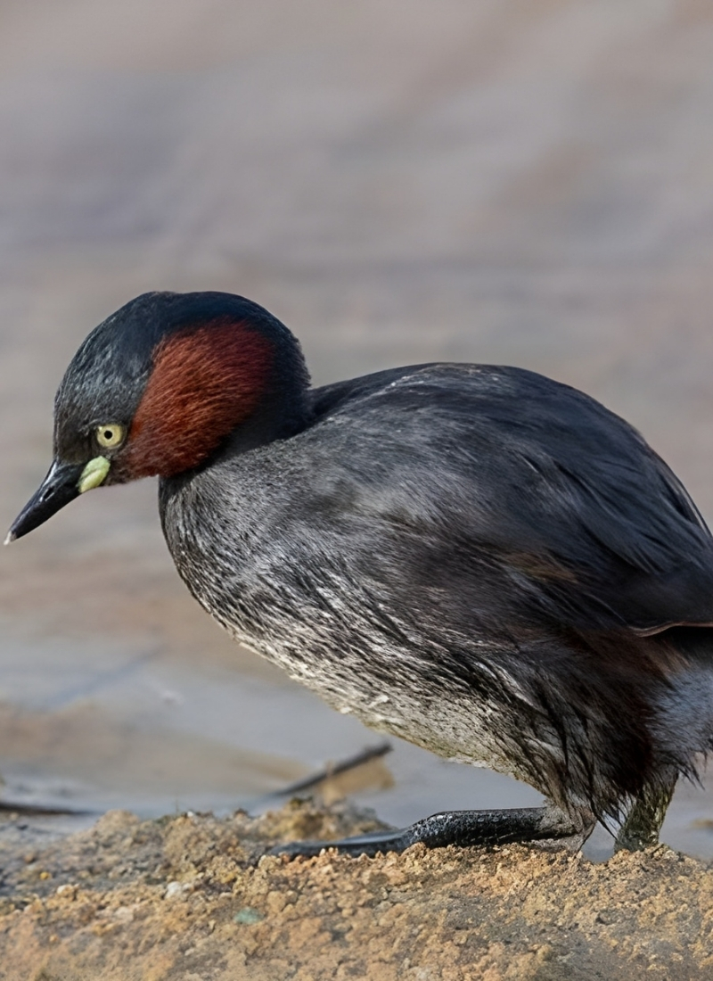 Blue-and-white flycatcher by Jonathan Kuah