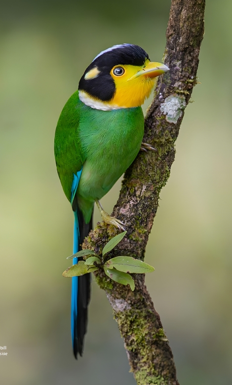 Blue-and-white flycatcher by Jonathan Kuah