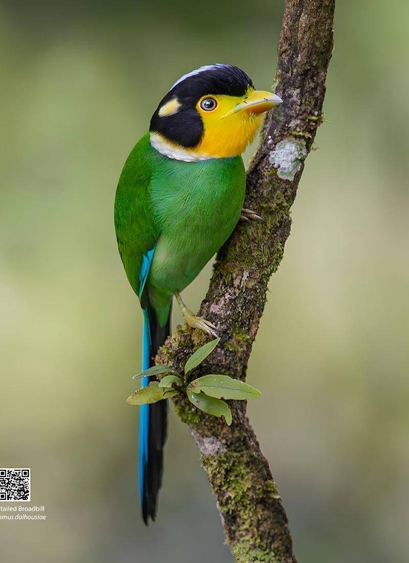 Blue-and-white flycatcher by Jonathan Kuah
