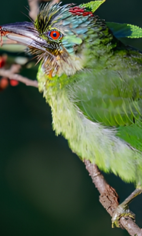 Blue-and-white flycatcher by Jonathan Kuah