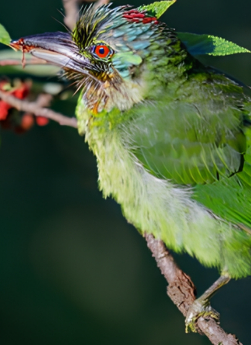 Blue-and-white flycatcher by Jonathan Kuah