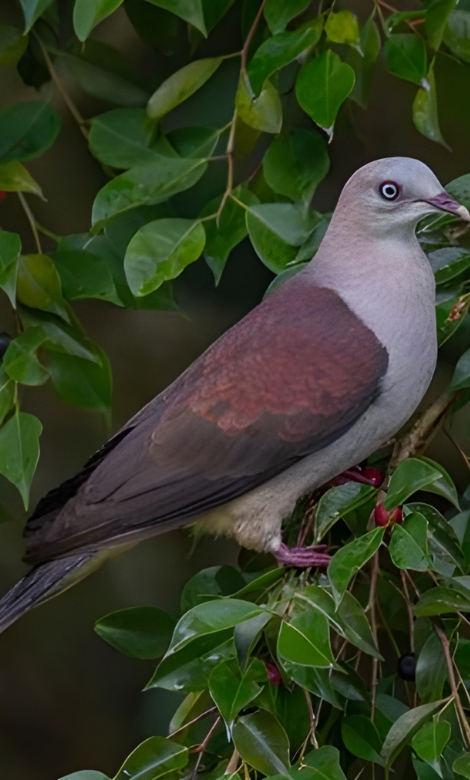 Blue-and-white flycatcher by Jonathan Kuah