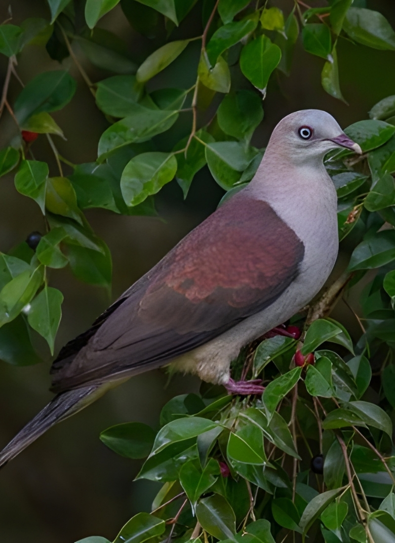 Blue-and-white flycatcher by Jonathan Kuah
