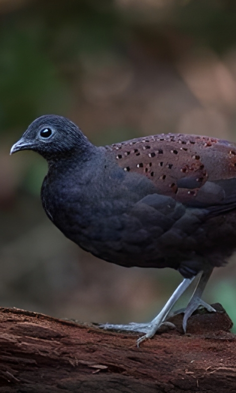 Blue-and-white flycatcher by Jonathan Kuah