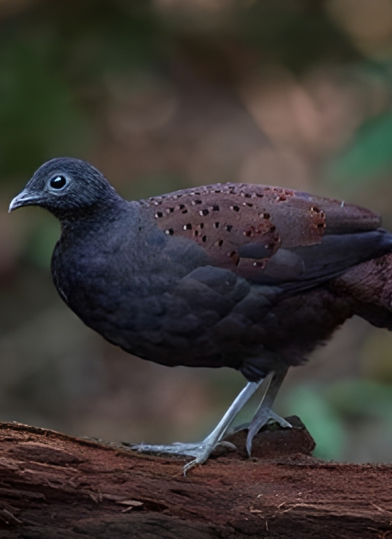 Blue-and-white flycatcher by Jonathan Kuah
