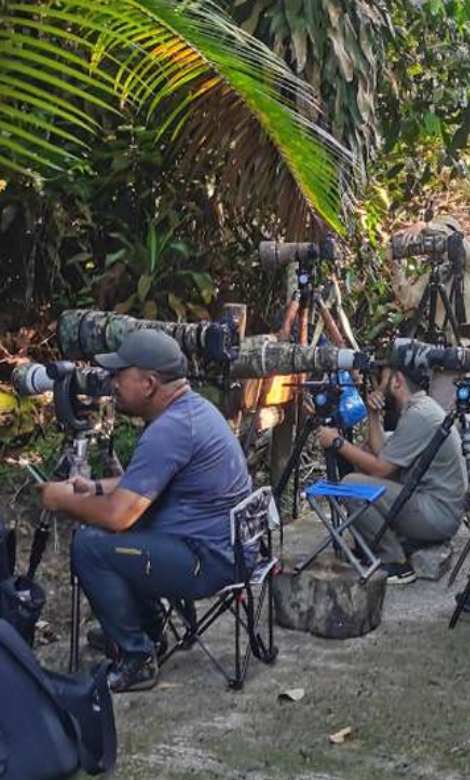 Blue-and-white flycatcher by Jonathan Kuah