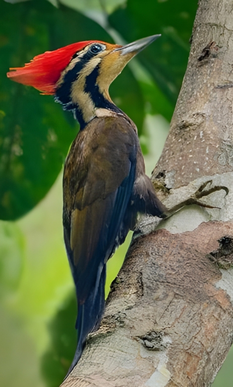 Blue-and-white flycatcher by Jonathan Kuah
