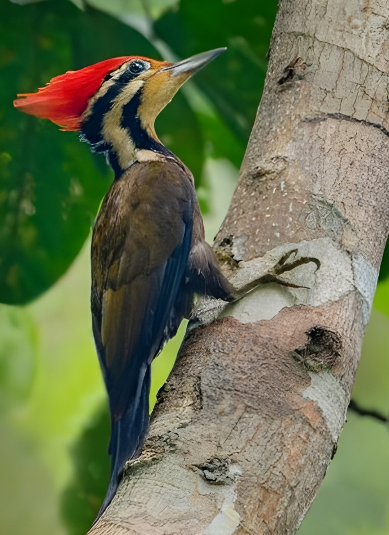 Blue-and-white flycatcher by Jonathan Kuah