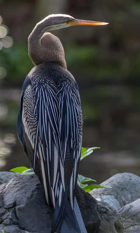 Blue-and-white flycatcher by Jonathan Kuah