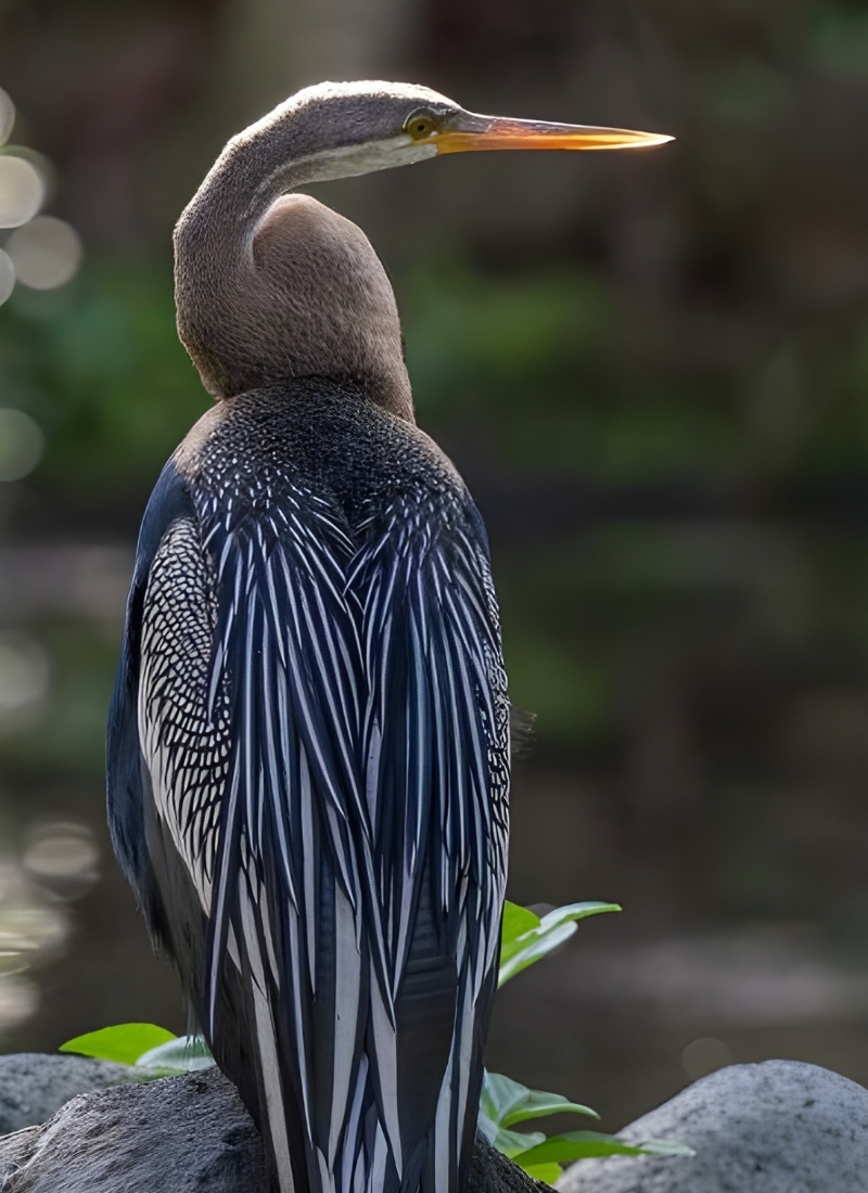 Blue-and-white flycatcher by Jonathan Kuah
