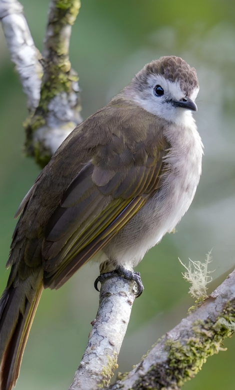 Blue-and-white flycatcher by Jonathan Kuah