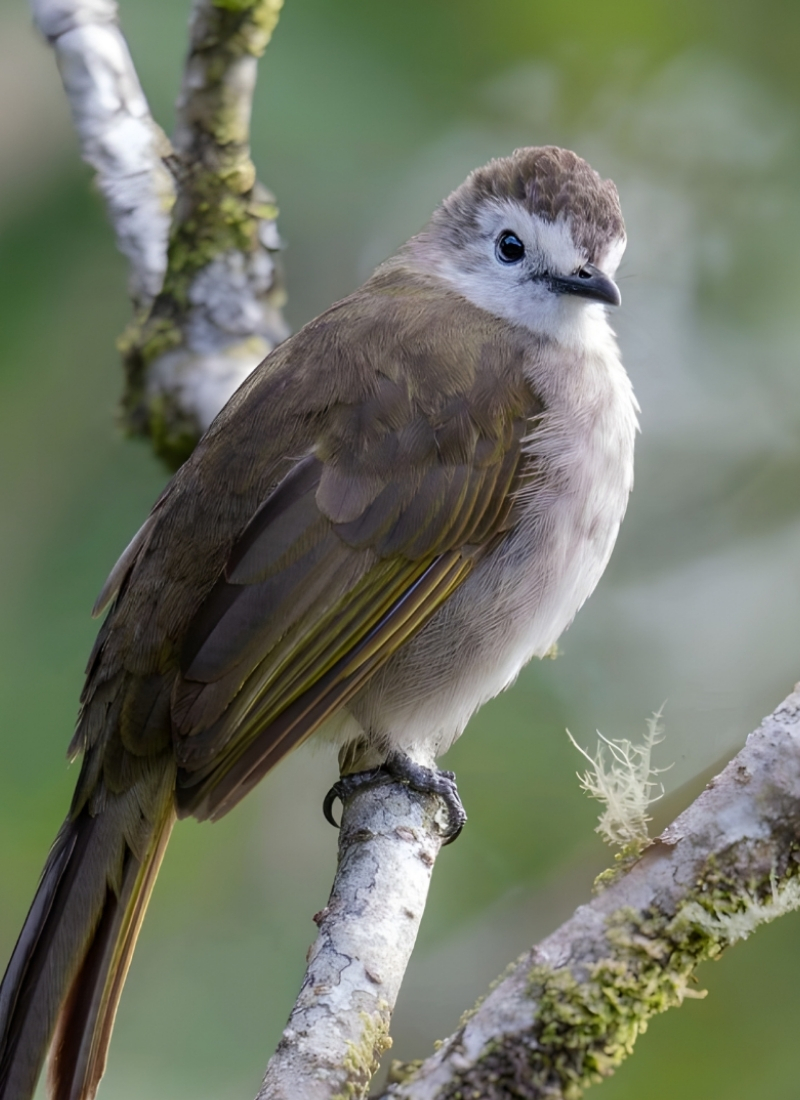 Blue-and-white flycatcher by Jonathan Kuah