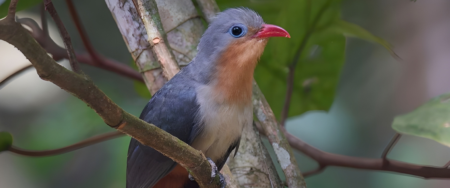 Blue-and-white flycatcher by Jonathan Kuah