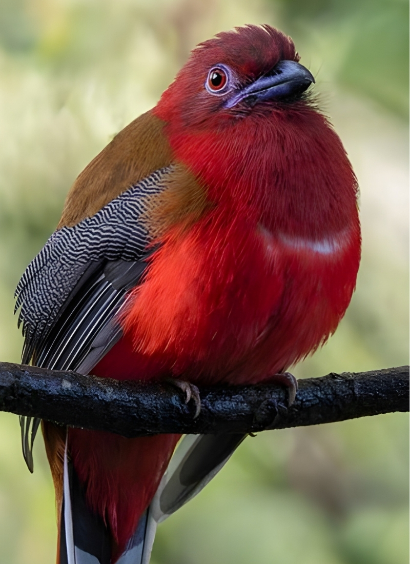 Blue-and-white flycatcher by Jonathan Kuah