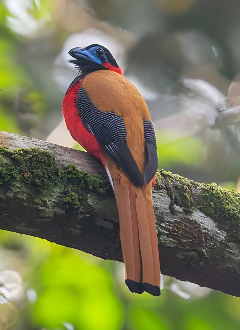 Blue-and-white flycatcher by Jonathan Kuah