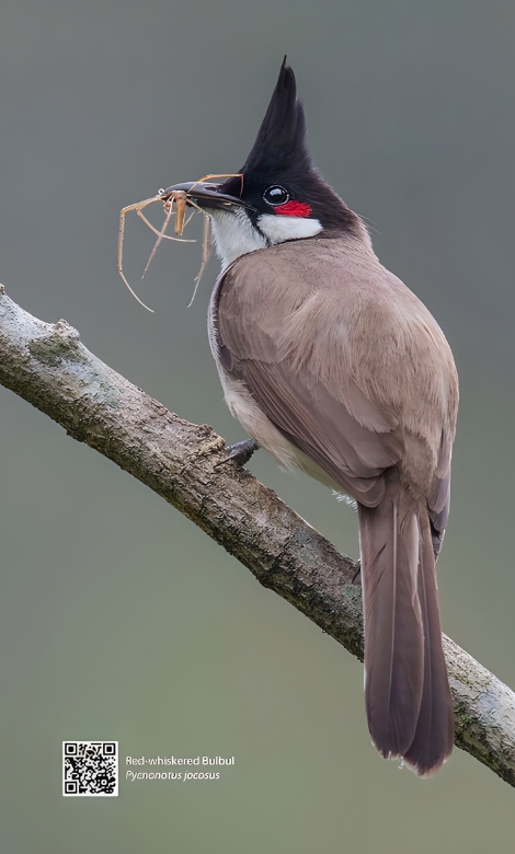 Blue-and-white flycatcher by Jonathan Kuah