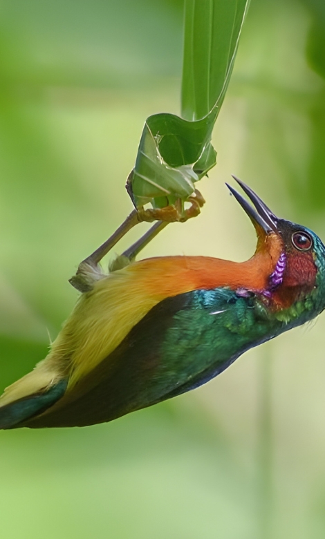Blue-and-white flycatcher by Jonathan Kuah