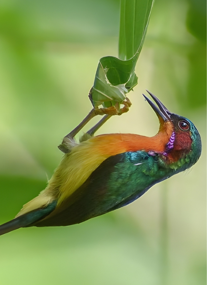 Blue-and-white flycatcher by Jonathan Kuah
