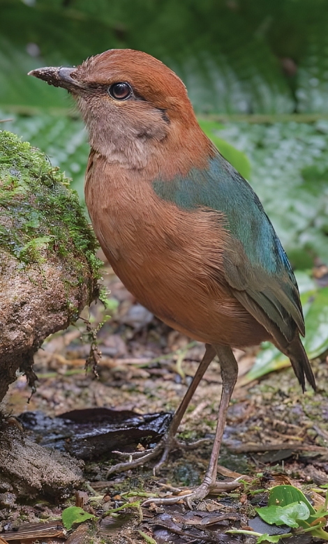 Blue-and-white flycatcher by Jonathan Kuah