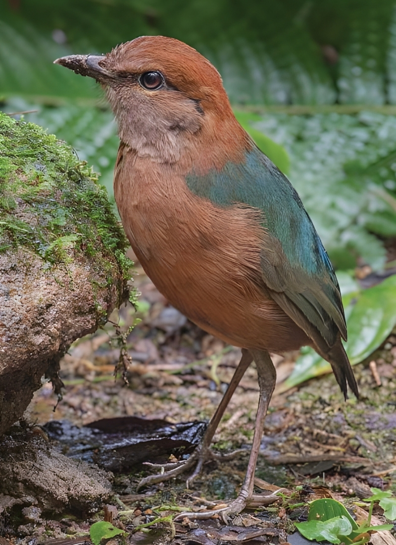 Blue-and-white flycatcher by Jonathan Kuah