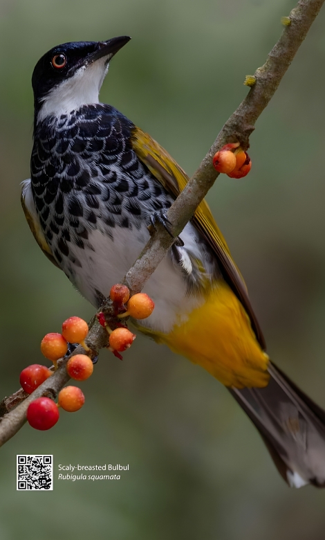 Blue-and-white flycatcher by Jonathan Kuah
