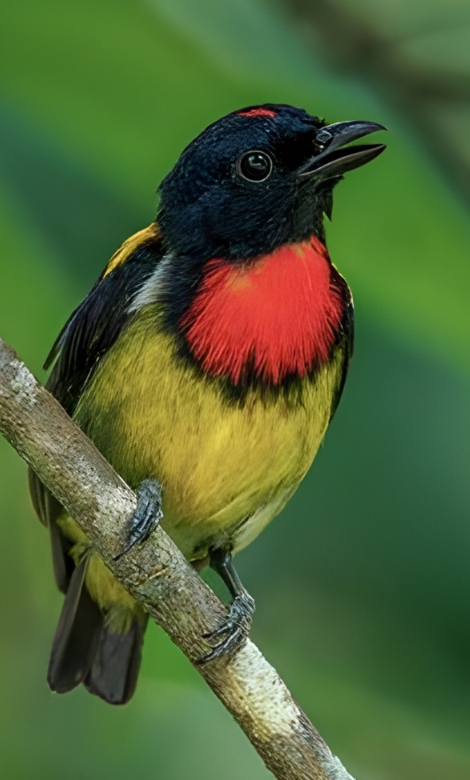 Blue-and-white flycatcher by Jonathan Kuah