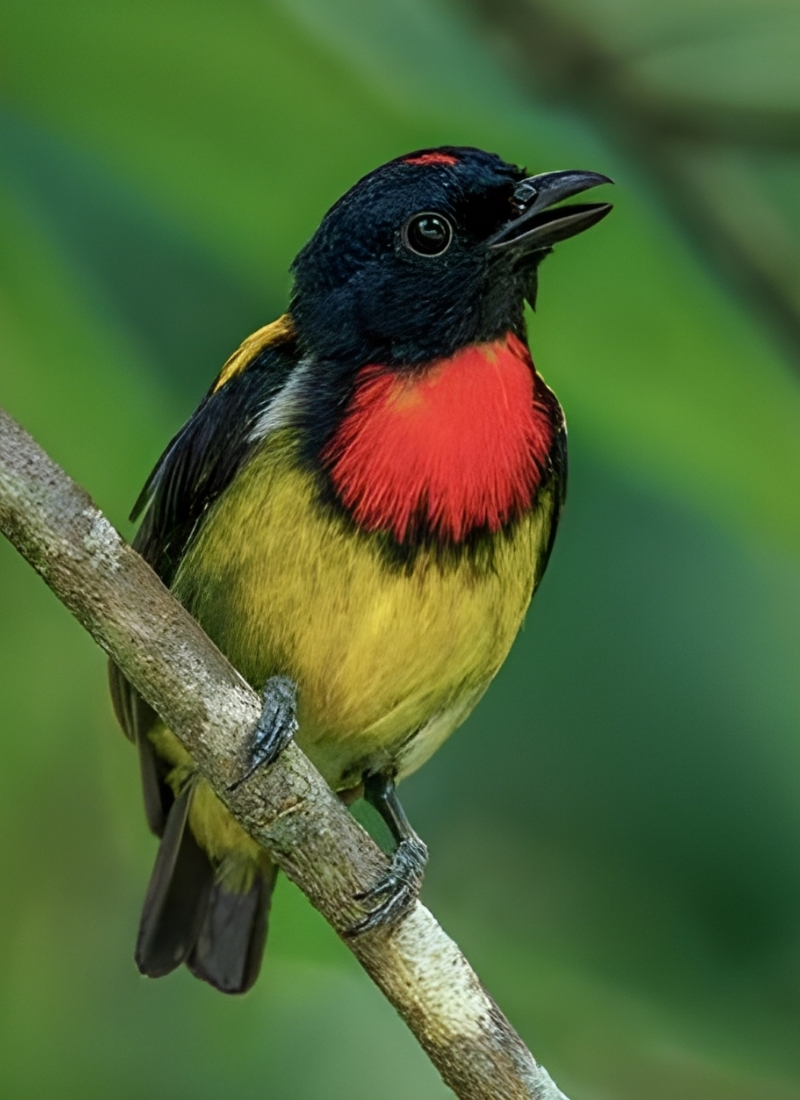 Blue-and-white flycatcher by Jonathan Kuah