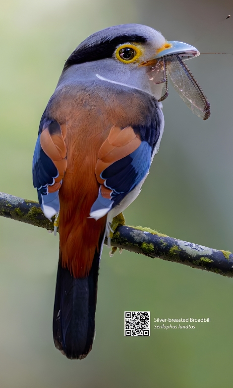Blue-and-white flycatcher by Jonathan Kuah
