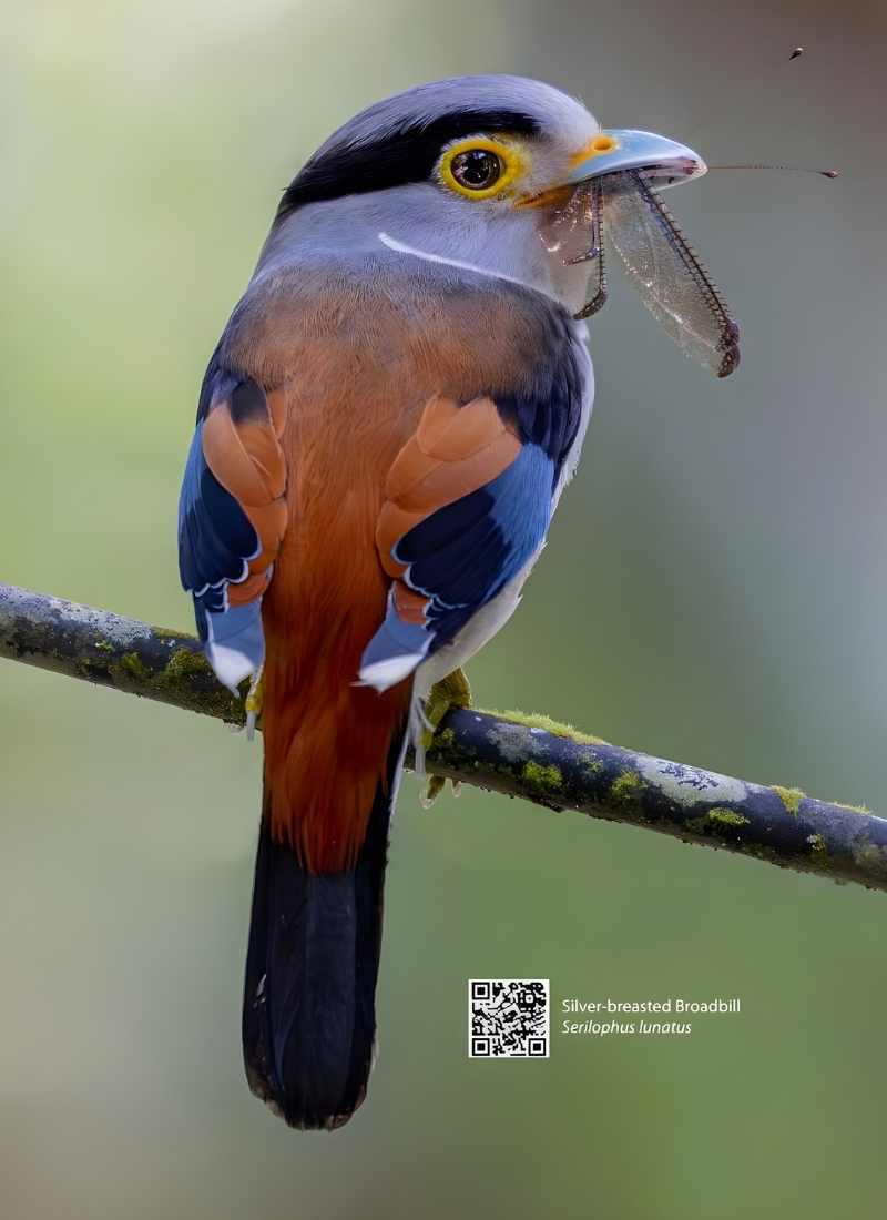 Blue-and-white flycatcher by Jonathan Kuah