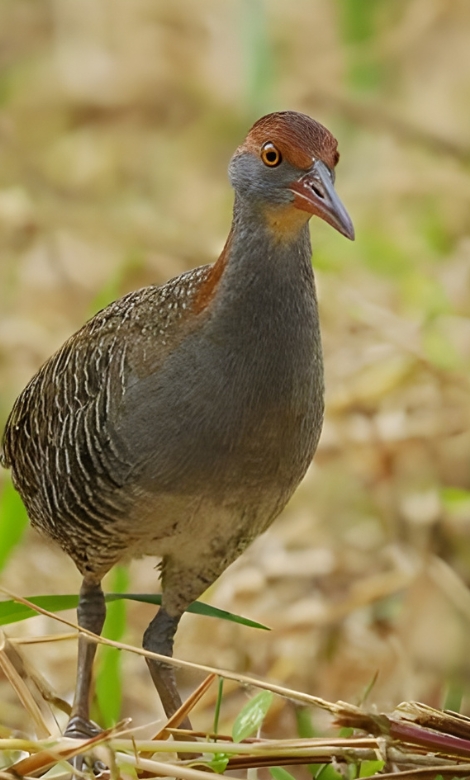 Blue-and-white flycatcher by Jonathan Kuah