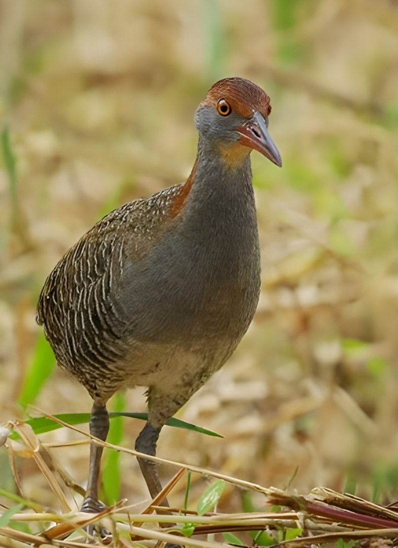 Blue-and-white flycatcher by Jonathan Kuah