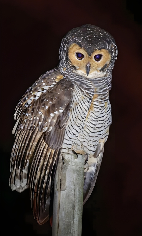 Blue-and-white flycatcher by Jonathan Kuah