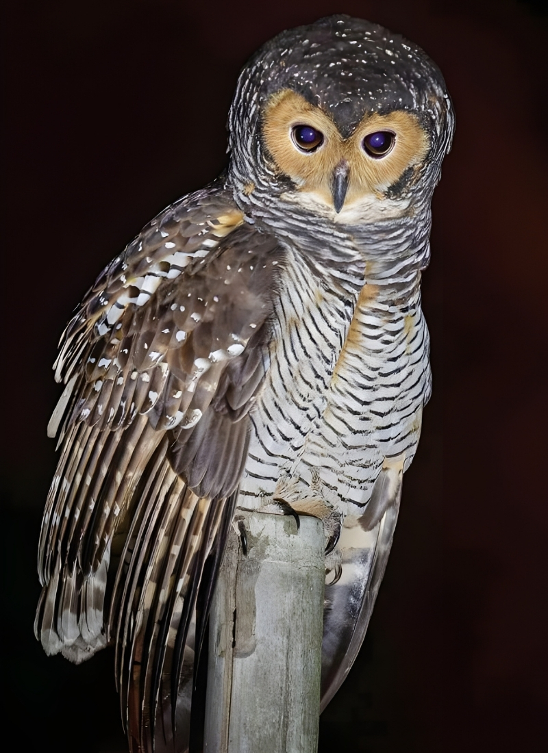 Blue-and-white flycatcher by Jonathan Kuah