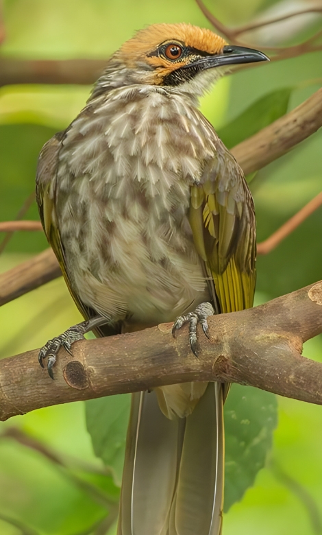 Blue-and-white flycatcher by Jonathan Kuah