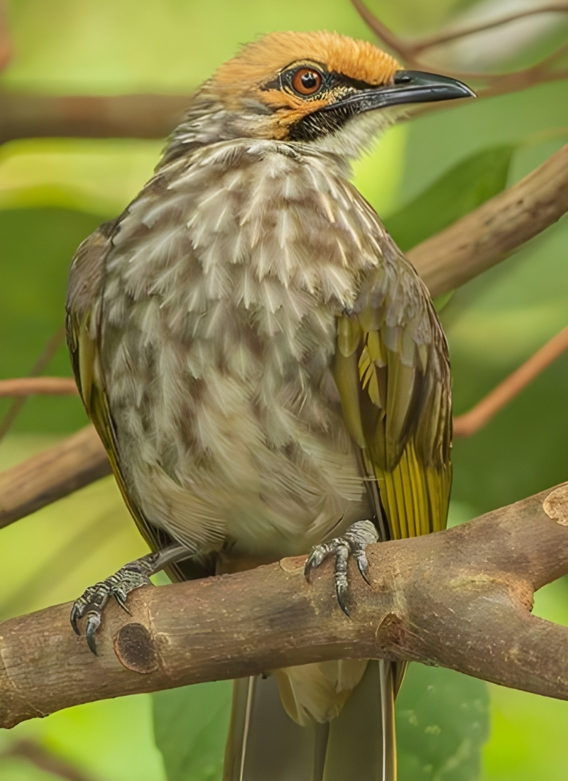 Blue-and-white flycatcher by Jonathan Kuah