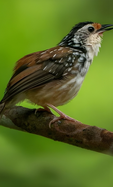 Blue-and-white flycatcher by Jonathan Kuah